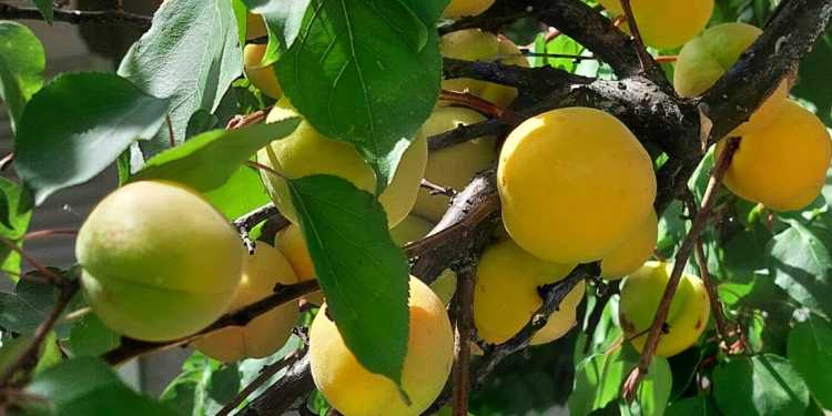 Кримінал там, де гроші. На ухилянтах в Україні заробляють 480 злочинних груп (ВІДЕО)