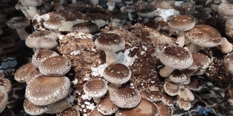 В Україні вирощують модний азійський гриб шиїтаке – кажуть, дуже перспективно (ФОТО)