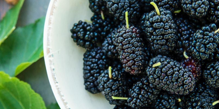 Не минайте, це дуже корисно. Чому треба їсти шовковицю