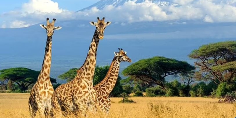 Голодна жирафа вкрала з машини дівчинку на сафарі (ФОТО, ВІДЕО)