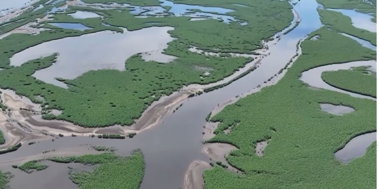 Замість води – джунглі. Підрив Каховської ГЕС ускладнив хід бойових дій на півдні (ВІДЕО)