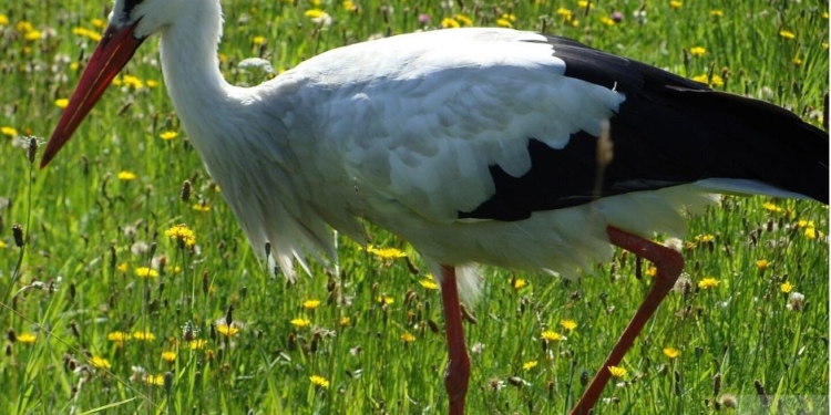 У Польщі вирішили порахувати лелек – кличуть волонтерів