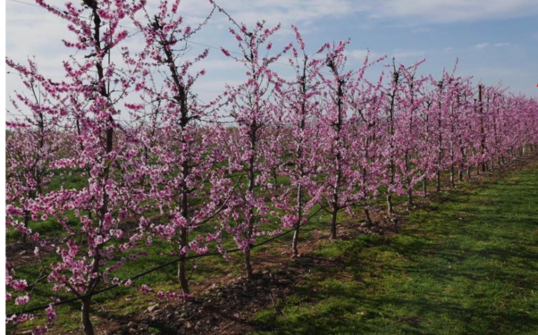 На Херсонщині відновлюють сади після окупації. Але подекуди дешевше викорчувати