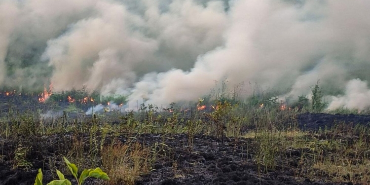 За добу 17 пожеж в екосистемах Миколаївщини – горіло на 16 га