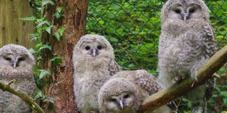 В Японії фермери залучають сов до боротьби з мишами. Як їм це вдалося (ВІДЕО)
