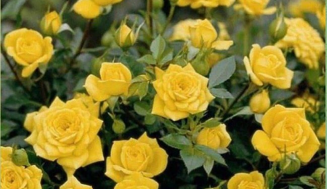 Рятуємо троянди від іржі і борошнистої роси. Без хімії