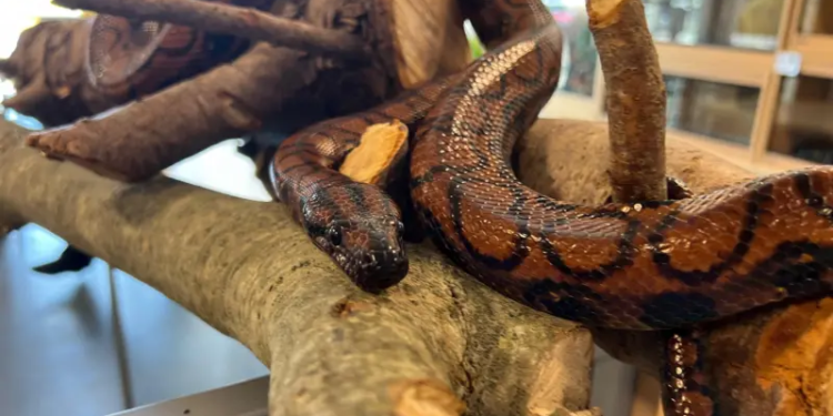 Життя вічне. У США удав після 9 років самотності народив 14 удавчат. Що кажуть вчені (ФОТО)