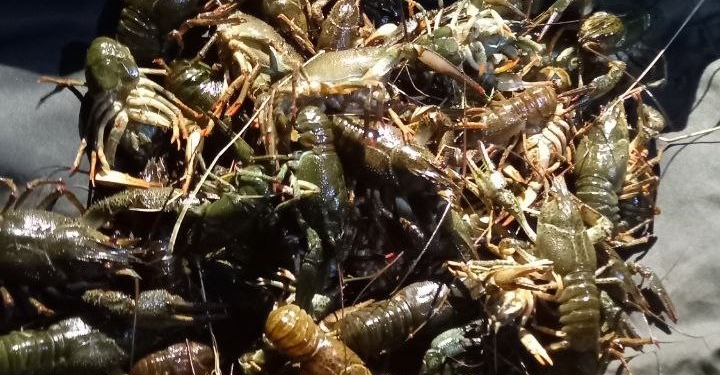 На Миколаївщині впіймали браконьєра: виловив під час нерестової заборони майже п’ять десятків раків (ФОТО)