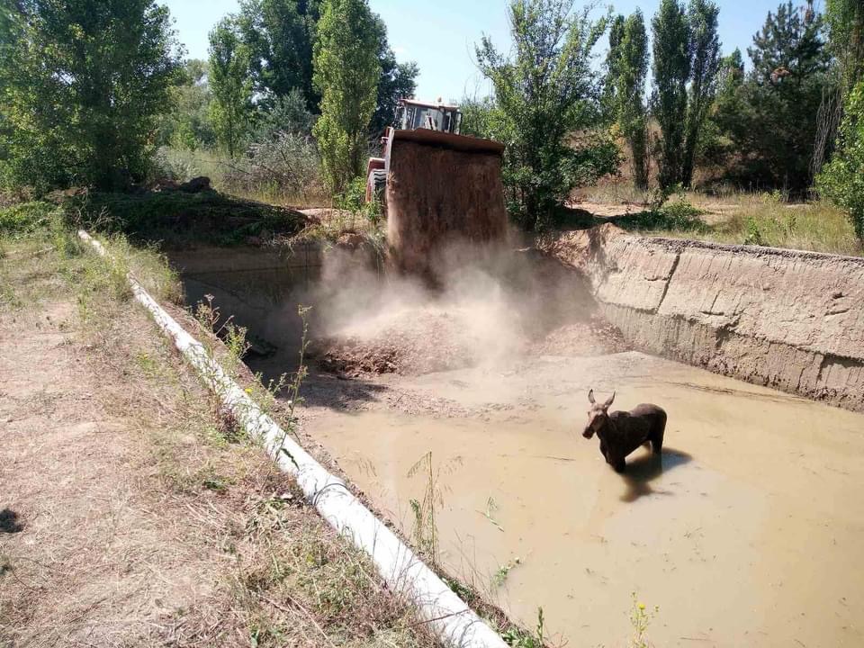 На Миколаївщині врятували червонокнижну самку лося (ФОТО) 4