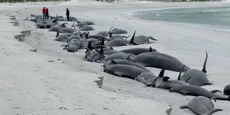 На узбережжя Шотландії викинулось 77 китів-гринд