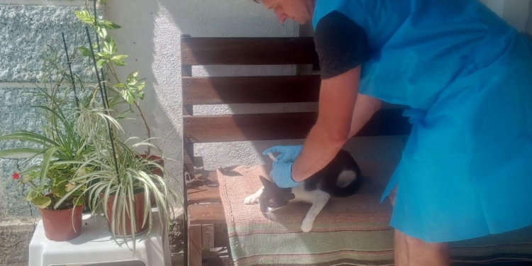 За тиждень у Миколаївській області від сказу щепили понад 7,2 тис. собак та котів (ФОТО)