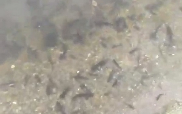 На Миколаївщині – черговий мор риби (ВІДЕО)