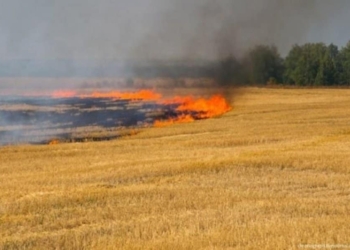 Росіяни FPV-дроном спалили на Миколаївщині 15 га пшениці на корені