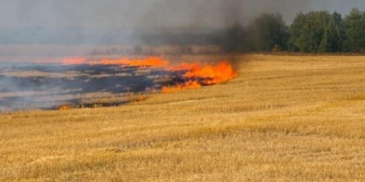 Росіяни FPV-дроном спалили на Миколаївщині 15 га пшениці на корені