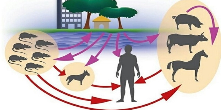 Захворюваність на лептоспіроз на Миколаївщині зросла у 12 разів