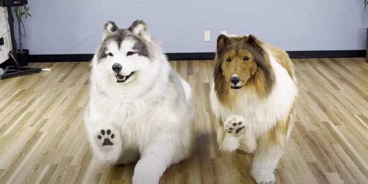 Японець витратив $11 тис., щоб стати схожим на коллі – тепер він гуляє в шкірі собаки (ФОТО, ВІДЕО)