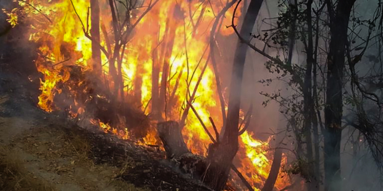 На Миколаївщині за добу виникло дві пожежі на транспорті та вигоріло понад 40 га відкритих територій (ФОТО)