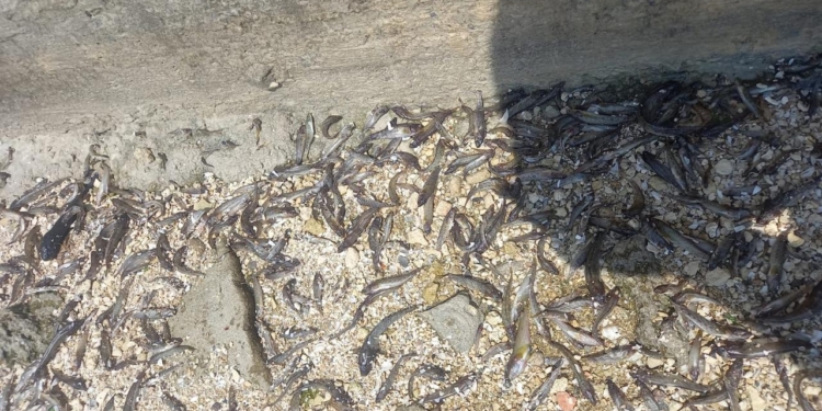 У мкрн.Матвіївка в Миколаєві зафіксовано масовий мор риби (ФОТО)