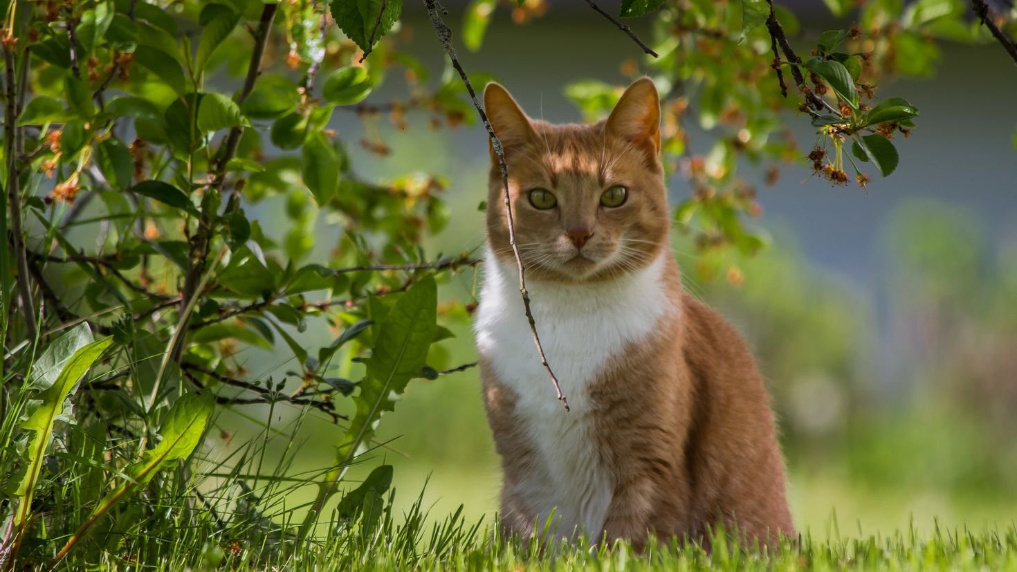 На заході дощі з грозами, а на півдні спека до +34: прогноз погоди на завтра