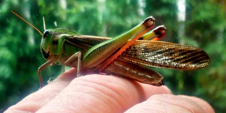 На Одещину з Молдови насуваються зграї  сарани