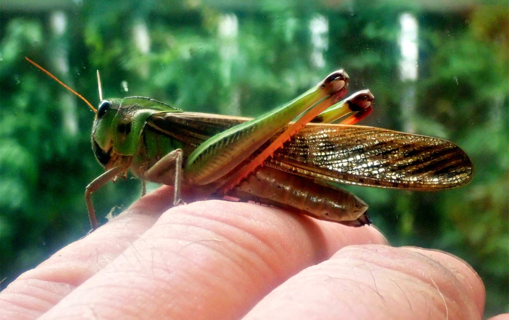 На Одещину з Молдови насуваються зграї сарани