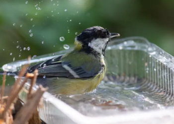 Аномальна спека. Чи буде тепер так в Україні щороку? (ФОТО)
