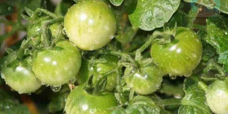 Помідори вже червоніють, а тут фітофтора. Як врятувати томати без хімії