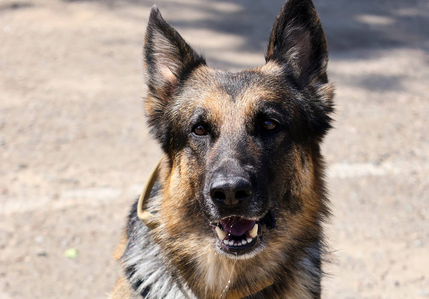 Знайомтесь, це Мері: пошуковий носик поліції Миколаївщини (ФОТО)