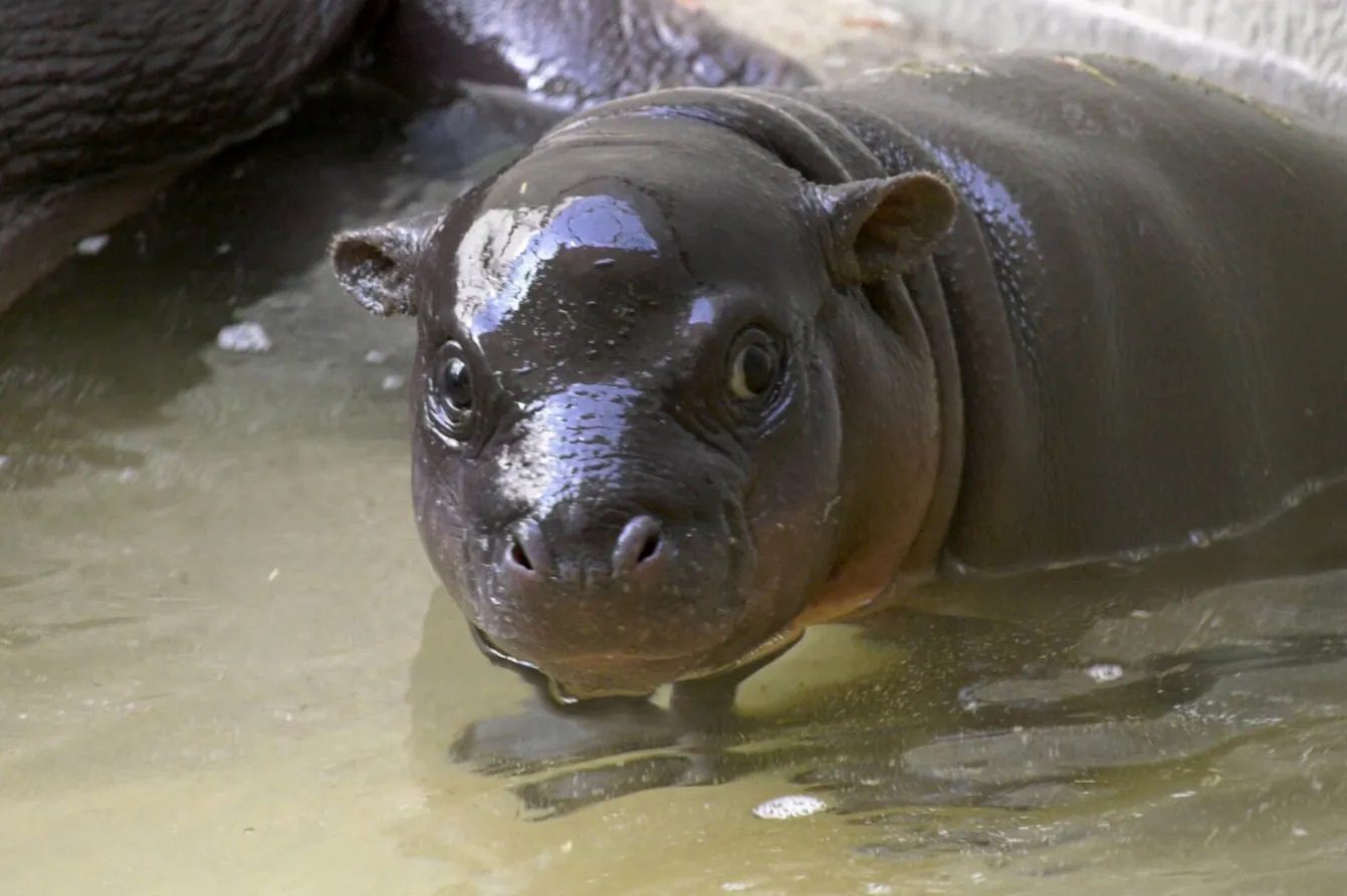 Бегемотику з Берлінського зоопарку наймуть персонального тренера з плавання