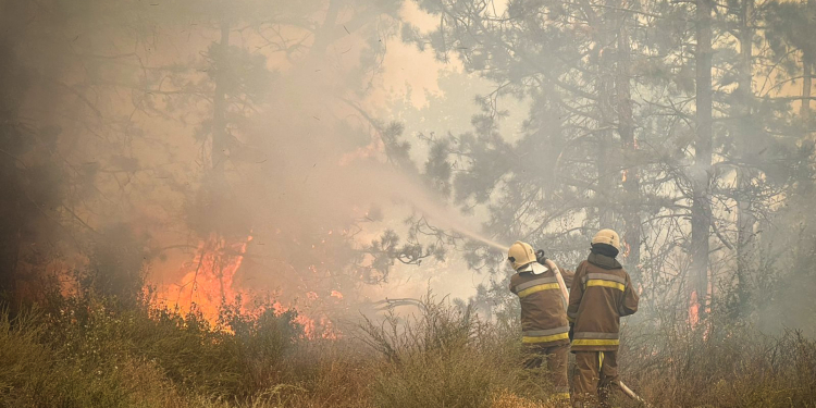 На Миколаївщині горить ліс: площа займання – 30 га, вогонь дістався житлового сектору села Ковалівка (ФОТО)