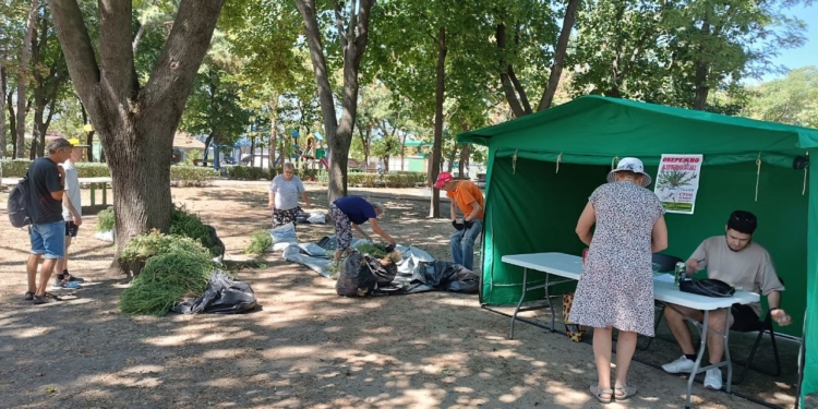 У Миколаєві почали платити за кущі вирваної з коренем амброзії: скільки здали в перший день, і де цей бур’ян приймають завтра