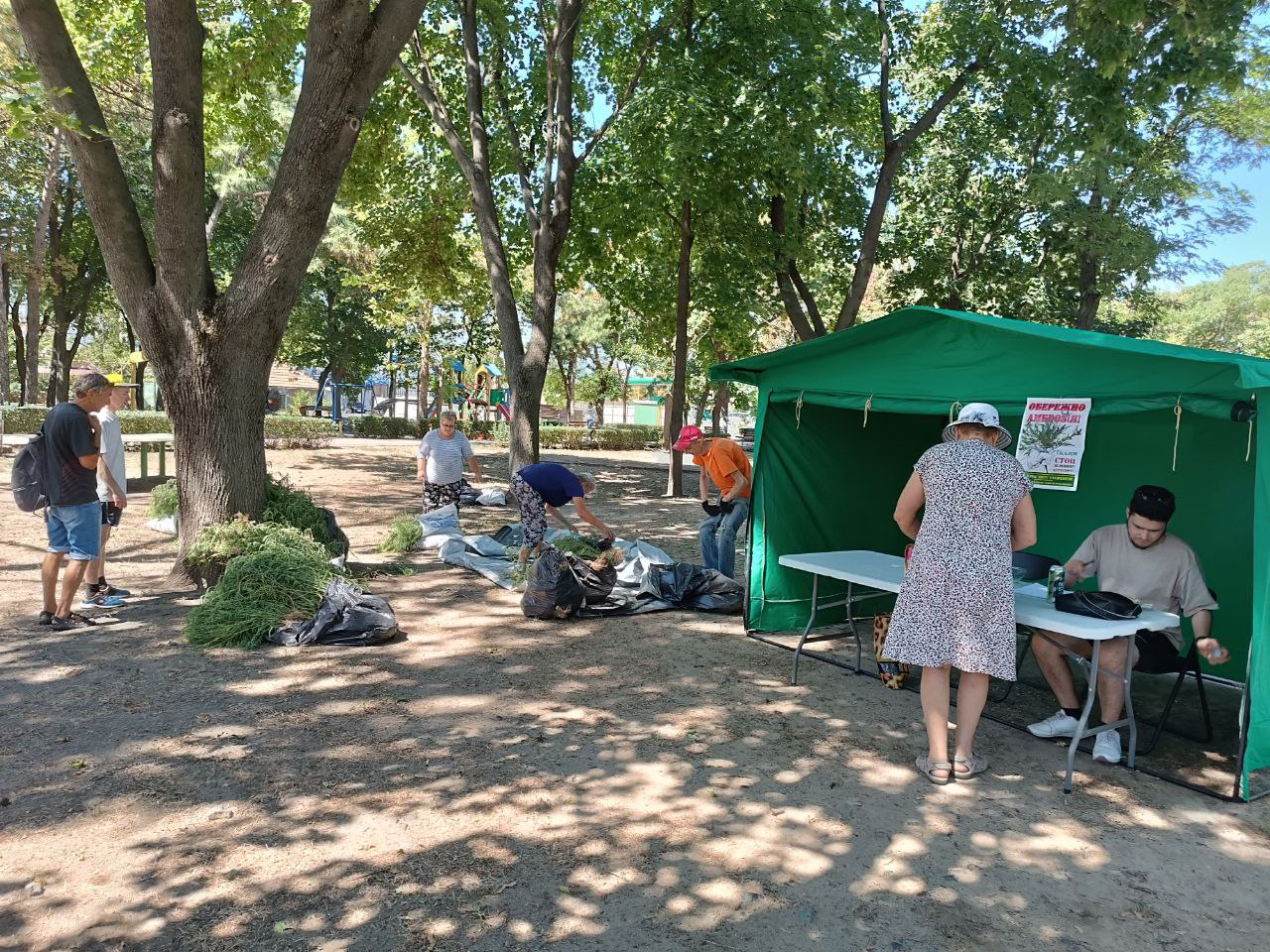 У Миколаєві почали платити за кущі вирваної з коренем амброзії: скільки здали в перший день, і де цей бур’ян приймають завтра