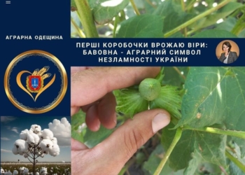 Як на Одещині вирощують бавовник для пороху – вже є коробочки (ФОТО, ВІДЕО)