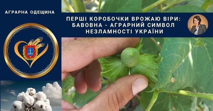 Як на Одещині вирощують бавовник для пороху – вже є коробочки (ФОТО, ВІДЕО)