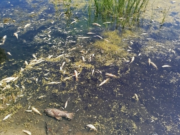 Чорна вода, запах, мертва риба. Росіяни отруїли Сейм відходами невідомих речовин - пливе до нас (ФОТО) 2