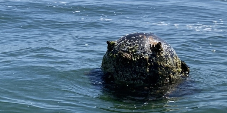 У болгарській акваторії Чорного моря дослідять вплив війни в Україні на екологію