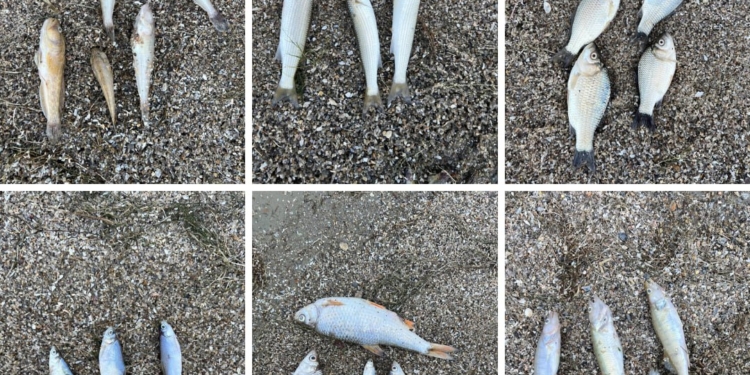 На Миколаївщині – черговий випадок мору риби (ФОТО, ВІДЕО)