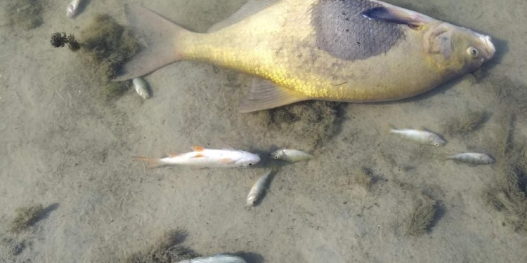 Чорна вода, запах, мертва риба. Росіяни отруїли Сейм відходами невідомих речовин – пливе до нас (ФОТО)