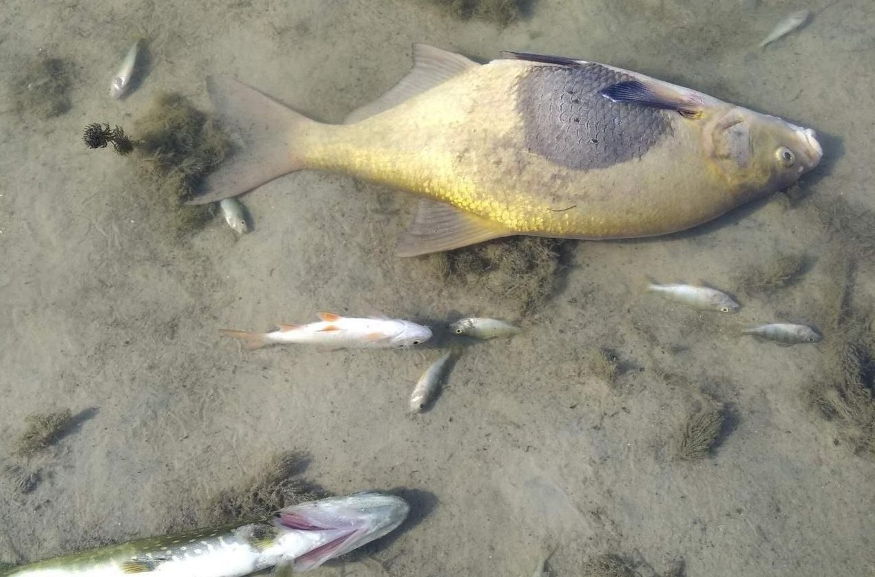 Чорна вода, запах, мертва риба. Росіяни отруїли Сейм відходами невідомих речовин – пливе до нас (ФОТО)
