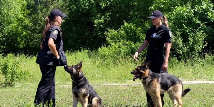 Жінки-кінологині з собаками розміновуватимуть поля Харківщини після навчання в Камбоджі