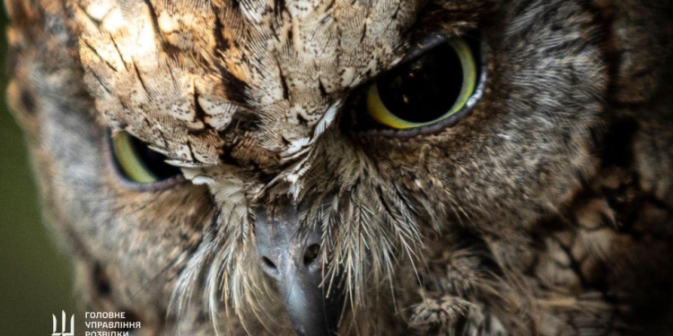 Арей та Маґура – у Київському зоопарку житимуть «штатні» сови ГУР МО України (ФОТО)