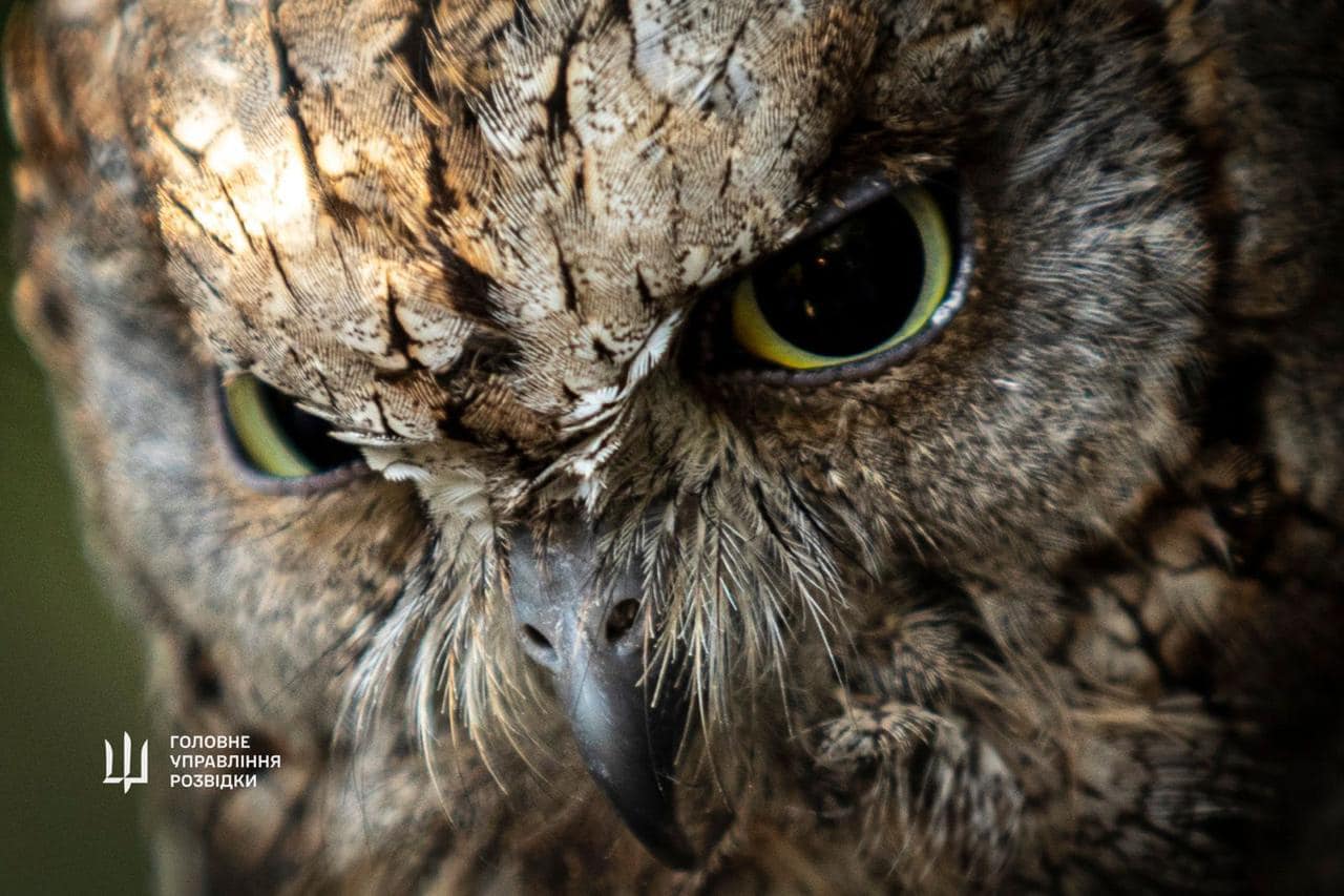 Арей та Маґура – у Київському зоопарку житимуть «штатні» сови ГУР МО України (ФОТО)