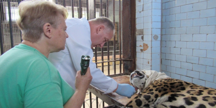 У Миколаївському зоопарку показали, як проходив медогляд 19-річного ягуара (ФОТО)