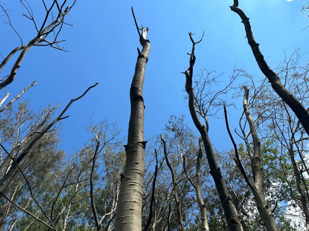 Ілля Пономарьов розповів, як пережив замах дронів на його життя (ФОТО) 2