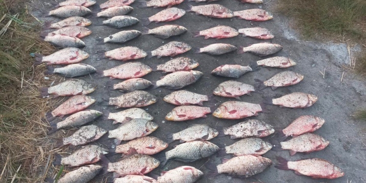 У Миколаєві поліцейські викрили браконьєра, який незаконно виловив понад 170 особин риби (ФОТО)