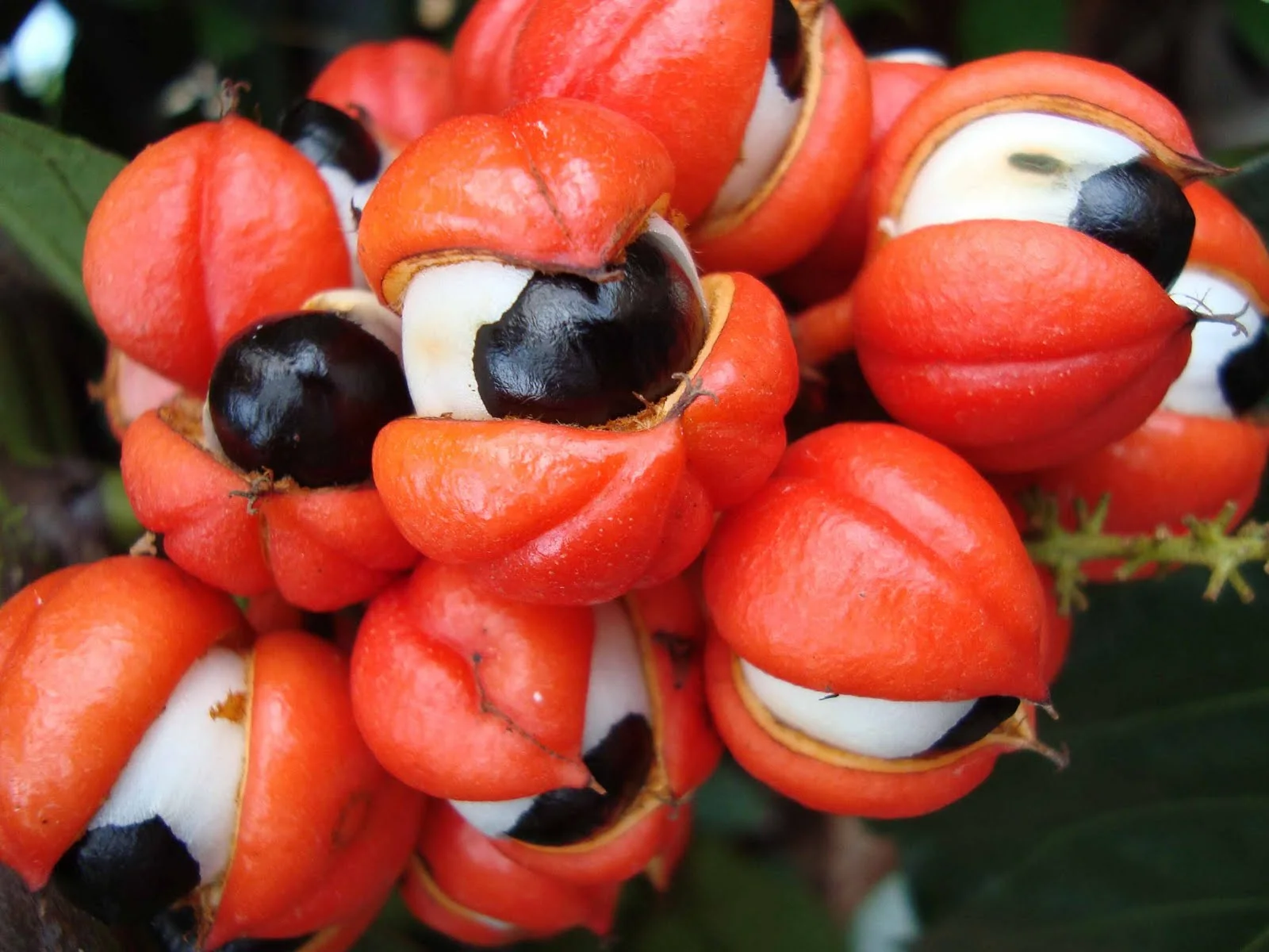 Їжа як зброя. Як виглядають найнебезпечніші у світі овочі та фрукти. Серед них – добре нам відомі