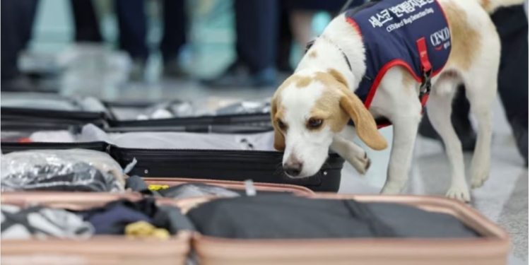 В Південній Кореї бігль перевіряє багаж пасажирів з Парижа – шукає олімпійських клопів