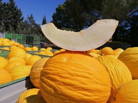 В Україні дорожчають дині. Що з іншими баштанними