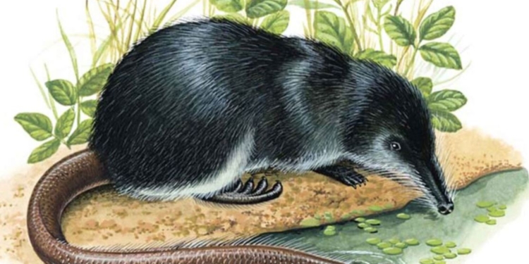 Через війну в Україні зникає реліктова тварина – щось середнє між кротом і андатрою