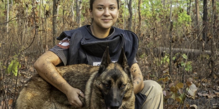 Кінологині з бельгійськими малінуа будуть розміновувати Миколаївщину – ЄС виділив гроші